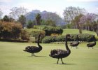 Swans